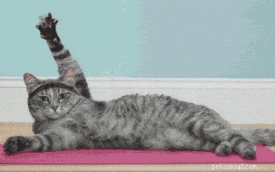 300 Best Names for Female Cats – Find the Perfect Fit