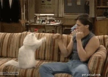 300 Best Names for Female Cats – Find the Perfect Fit