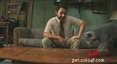 300 Premium Male Cat Names for Your Newly Adopted Kitten