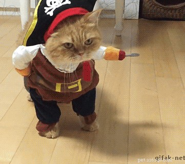 300 Premium Male Cat Names for Your Newly Adopted Kitten