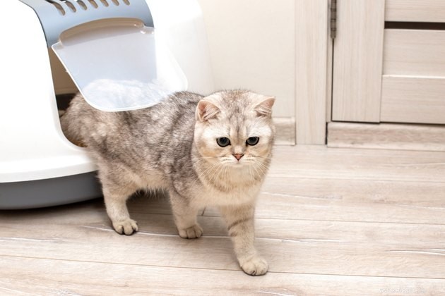 Top Covered Cat Litter Boxes of 2022: Comfort, Odor Control & Privacy