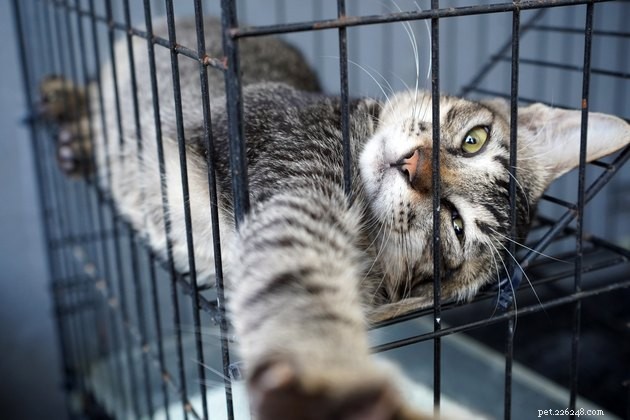 First-Time Cat Boarding Made Easy: Choosing a Trusted Cattery