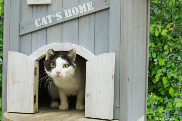 First-Time Cat Boarding Made Easy: Choosing a Trusted Cattery