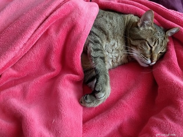First-Time Cat Boarding Made Easy: Choosing a Trusted Cattery