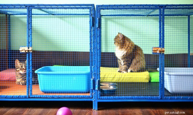 First-Time Cat Boarding Made Easy: Choosing a Trusted Cattery