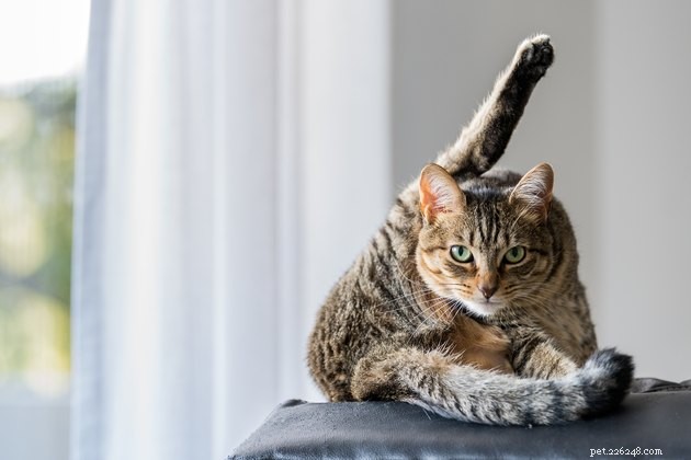 Top 2022 Grooming Products to Minimize Cat Dander and Allergy Symptoms
