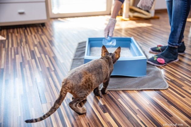 Top Crystal Cat Litter Picks of 2022: Ultra‑Absorbent & Odor‑Control