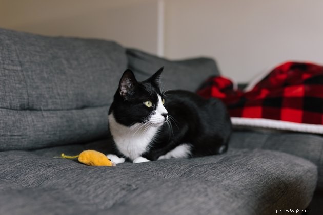 Understanding Your Cat’s Play Style: Social, Solo, and Beyond