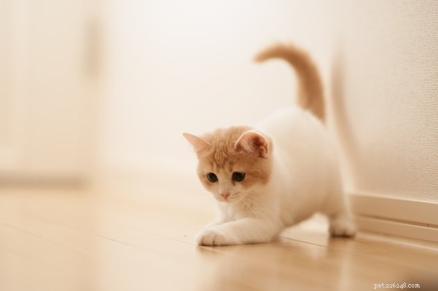 Understanding Your Cat’s Play Style: Social, Solo, and Beyond