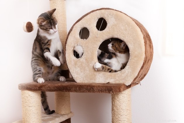 Understanding Your Cat’s Play Style: Social, Solo, and Beyond