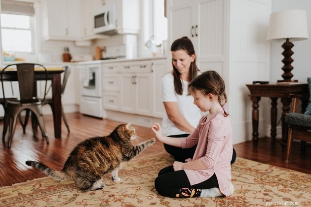 Understanding Your Cat’s Play Style: Social, Solo, and Beyond
