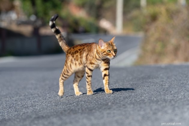 Top GPS Cat Trackers of 2022: Locate Your Feline Fast & Safely