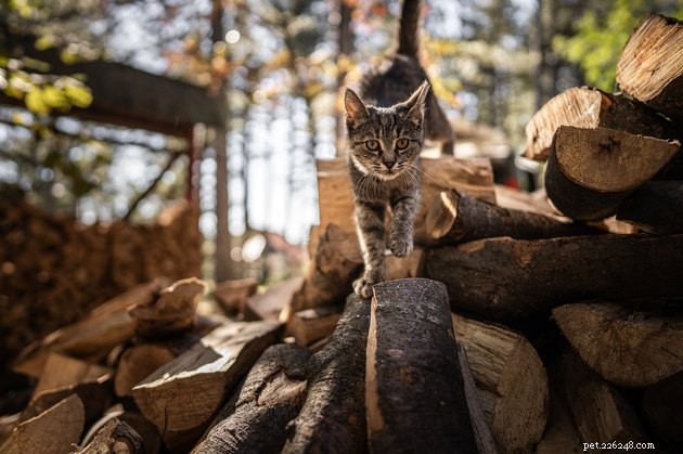 Top GPS Cat Trackers of 2022: Locate Your Feline Fast & Safely
