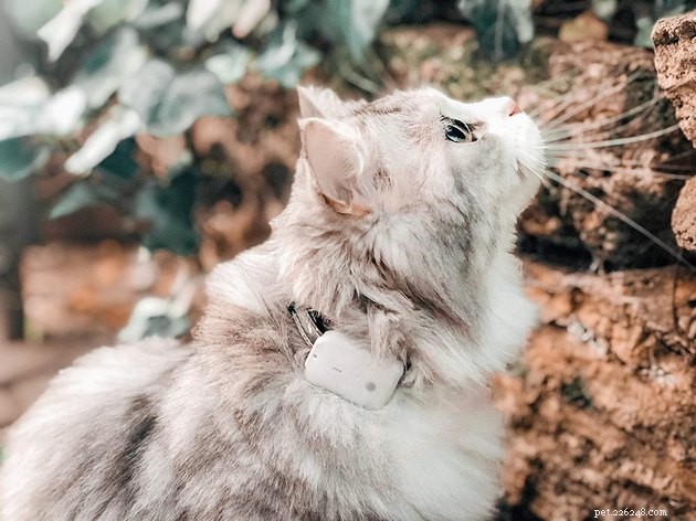 Top GPS Cat Trackers of 2022: Locate Your Feline Fast & Safely