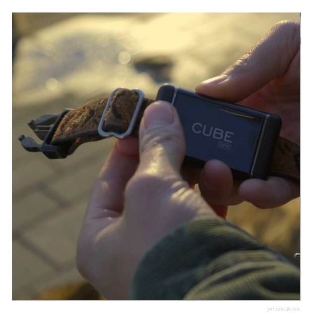 Top GPS Cat Trackers of 2022: Locate Your Feline Fast & Safely