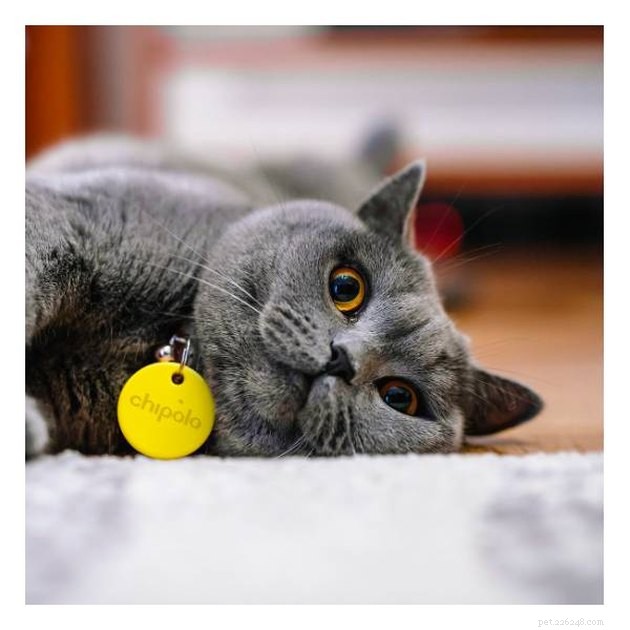 Top GPS Cat Trackers of 2022: Locate Your Feline Fast & Safely