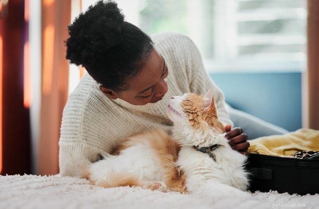 Traveling with Your Cat: 10 Essential Tips