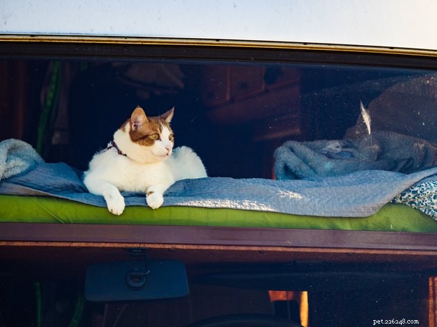 Traveling with Your Cat: 10 Essential Tips