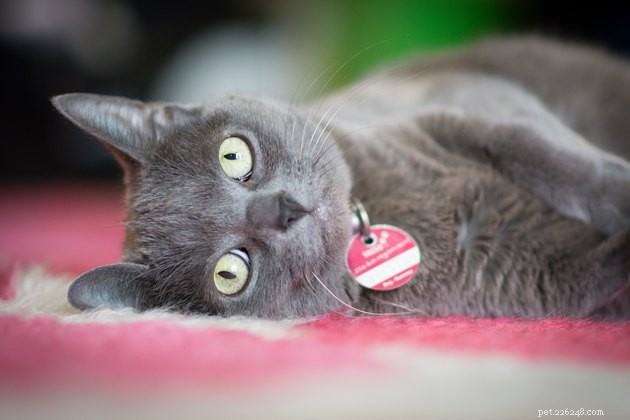 Top Cat ID Tags of 2022: Keep Your Feline Safe & Secure
