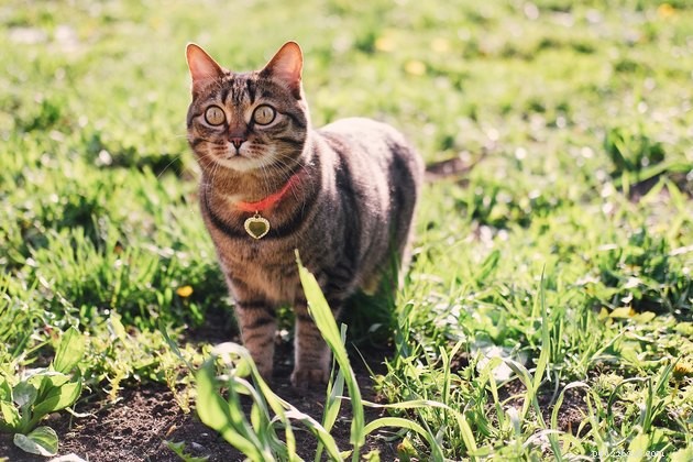 Top Cat ID Tags of 2022: Keep Your Feline Safe & Secure
