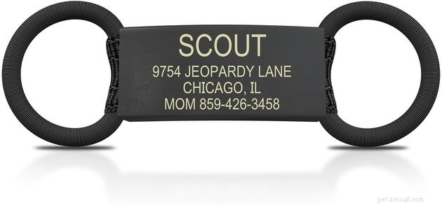 Top Cat ID Tags of 2022: Keep Your Feline Safe & Secure