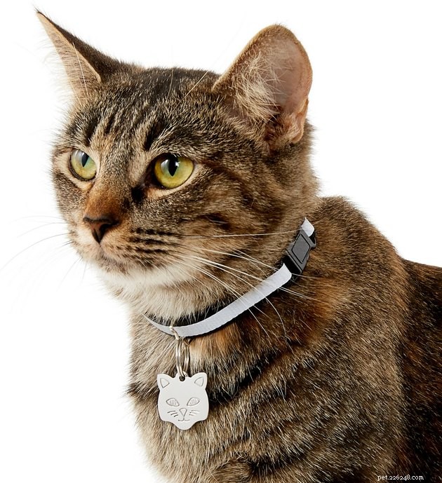 Top Cat ID Tags of 2022: Keep Your Feline Safe & Secure