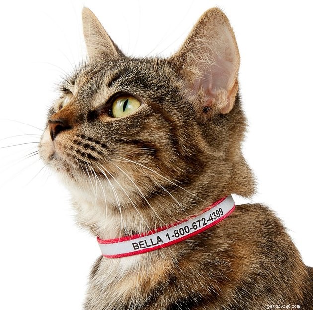 Top Cat ID Tags of 2022: Keep Your Feline Safe & Secure