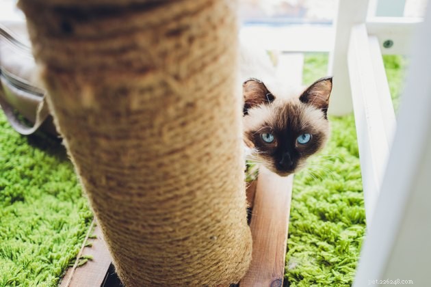 Should You Build a Catio? Expert Guide to Safe Outdoor Spaces for Cats