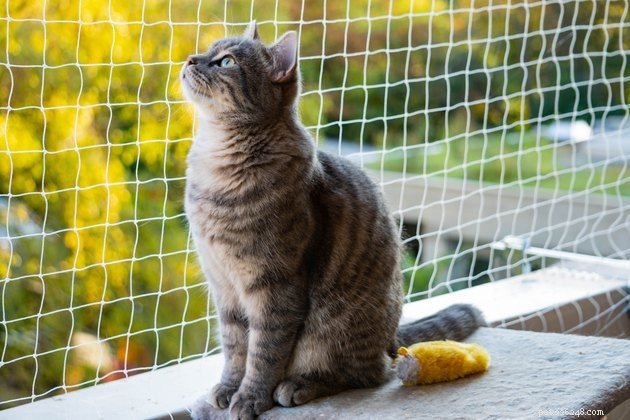 Should You Build a Catio? Expert Guide to Safe Outdoor Spaces for Cats