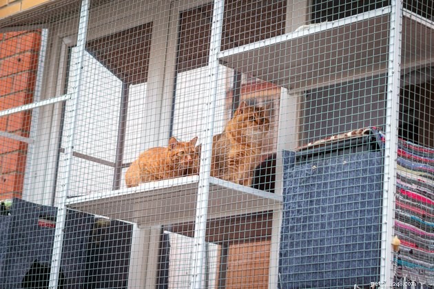 Should You Build a Catio? Expert Guide to Safe Outdoor Spaces for Cats