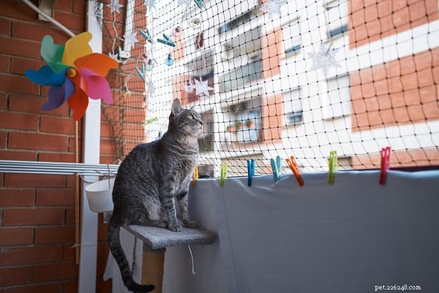 Should You Build a Catio? Expert Guide to Safe Outdoor Spaces for Cats