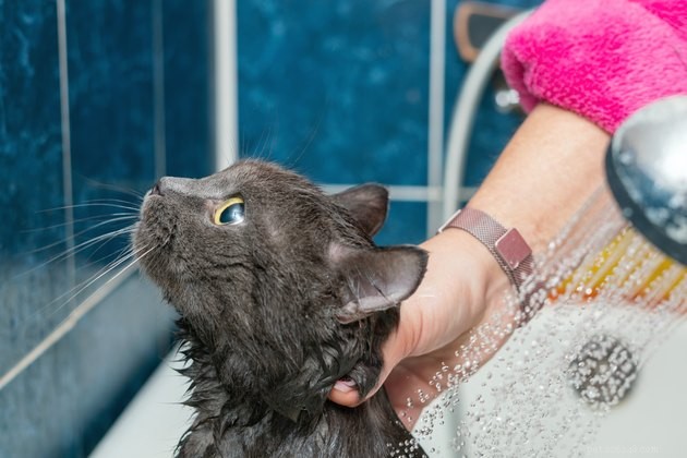 Top Cat Shampoos of 2022: Trusted Picks for Clean, Healthy Paws