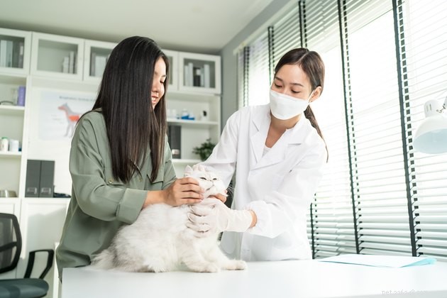 10 Essential Tips for New Cat Parents: A Complete Guide to a Happy, Healthy Home