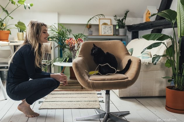 10 Essential Tips for New Cat Parents: A Complete Guide to a Happy, Healthy Home