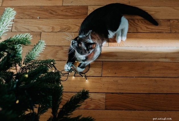 10 Essential Tips for New Cat Parents: A Complete Guide to a Happy, Healthy Home