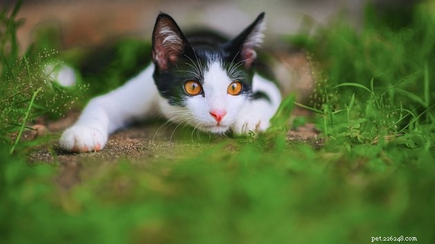 10 Essential Tips for New Cat Parents: A Complete Guide to a Happy, Healthy Home