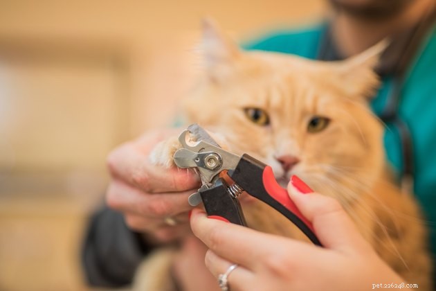 Best Cat Nail Clippers 2022: Trim with Confidence and Care