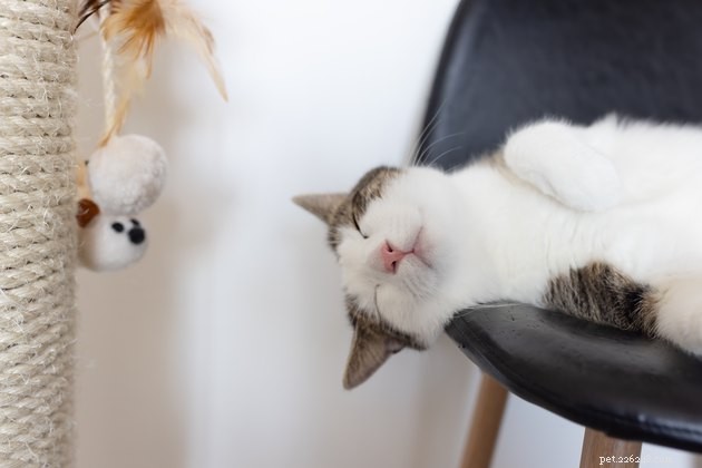 6 Essential Tips for New Cat Owners