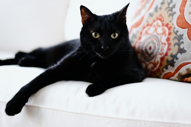 6 Essential Tips for New Cat Owners