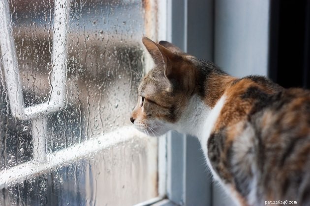 6 Essential Tips for New Cat Owners