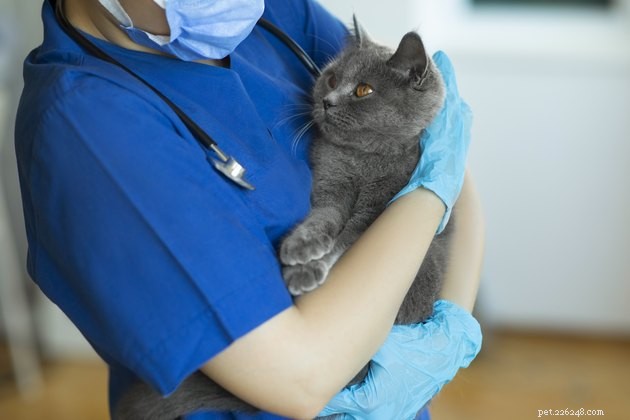 Top Cat Foods for Sensitive Stomachs – 2022 Expert Guide
