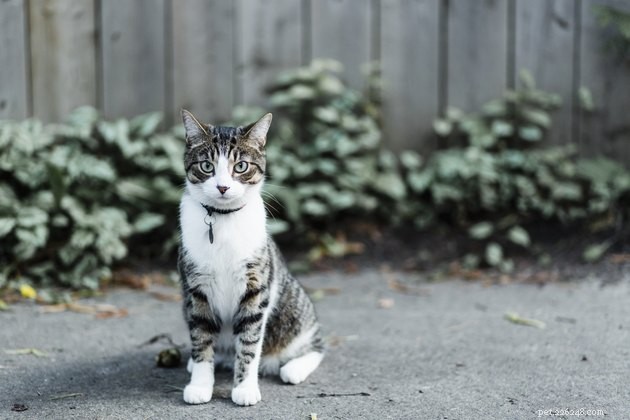 How to Handle a Missing Cat: A Step-by-Step Guide