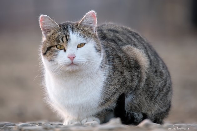 How to Handle a Missing Cat: A Step-by-Step Guide
