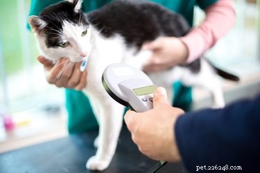 How to Handle a Missing Cat: A Step-by-Step Guide