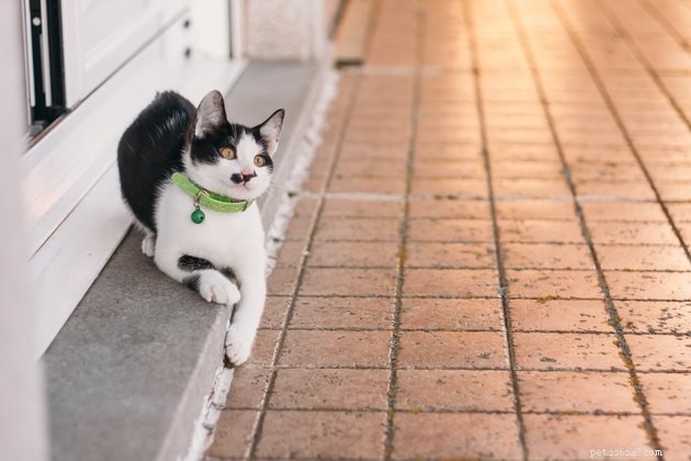 Best Cat Collars of 2022: Safe, Stylish, and Comfortable
