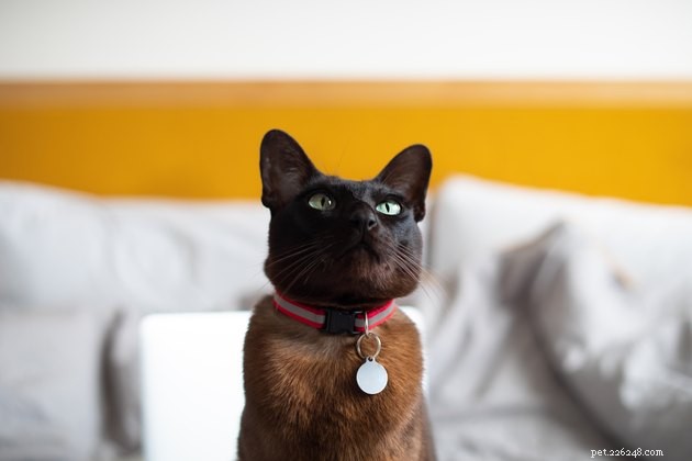 Best Cat Collars of 2022: Safe, Stylish, and Comfortable