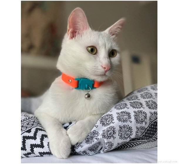 Best Cat Collars of 2022: Safe, Stylish, and Comfortable