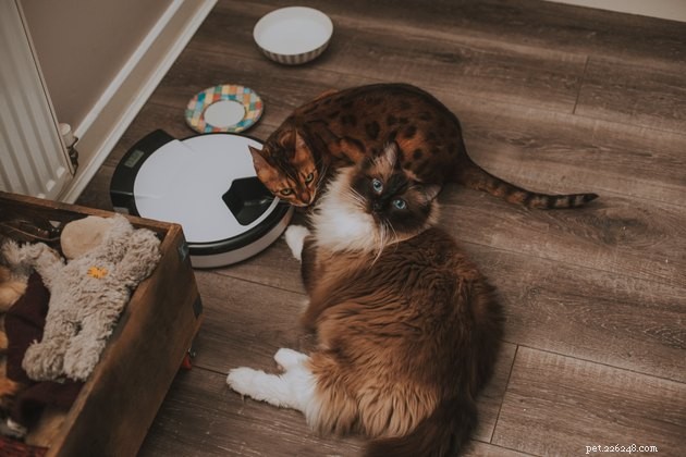 Top Automatic Cat Feeders 2022: Reliable, Timed Feeding for Healthy Cats
