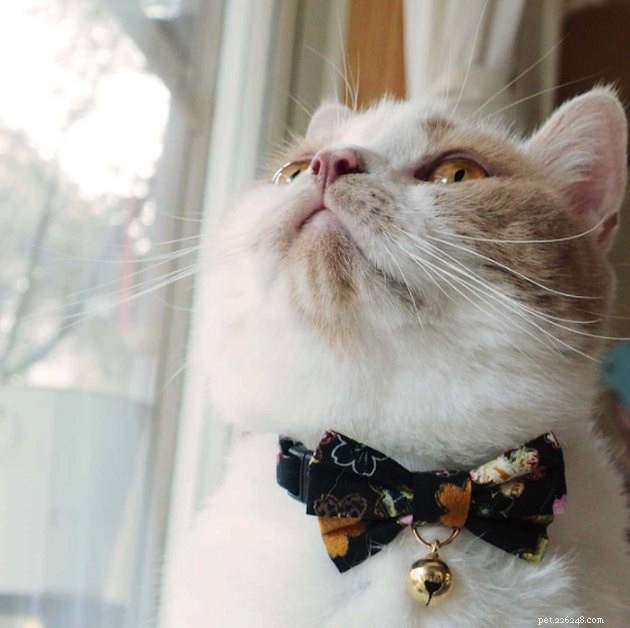 Best Cat Collars of 2022: Safe, Stylish, and Comfortable