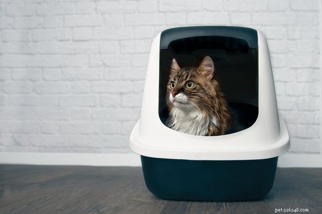 Top Clumping Cat Litters of 2022: Clean, Odor‑Free, Long‑Lasting Solutions